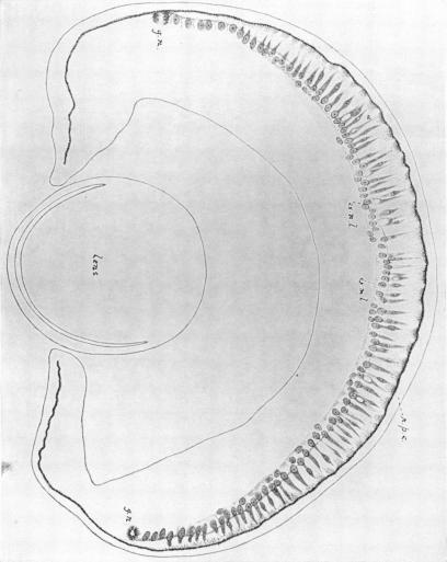 https://cdn.ncbi.nlm.nih.gov/pmc/blobs/80ca/1287423/25cd03fd9980/janatphys00048-0111-a.jpg
