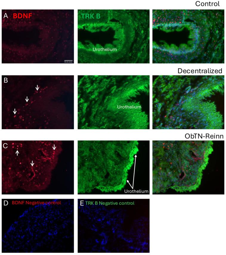 https://cdn.ncbi.nlm.nih.gov/pmc/blobs/80cf/11941061/261ee7b3a35d/cells-14-00406-g006.jpg