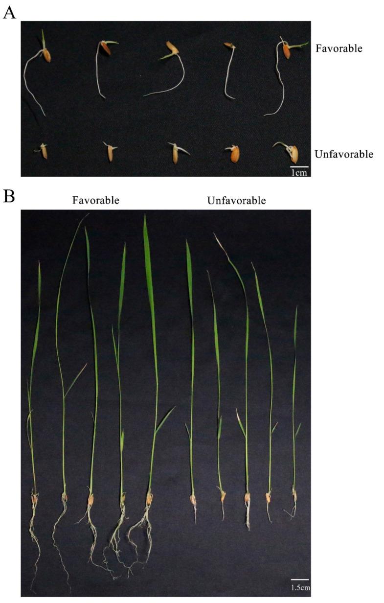 https://cdn.ncbi.nlm.nih.gov/pmc/blobs/80cf/7760126/3fe179d8f522/genes-11-01395-g002.jpg