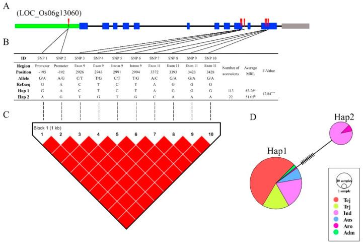 https://cdn.ncbi.nlm.nih.gov/pmc/blobs/80cf/7760126/739d316d49d0/genes-11-01395-g009.jpg