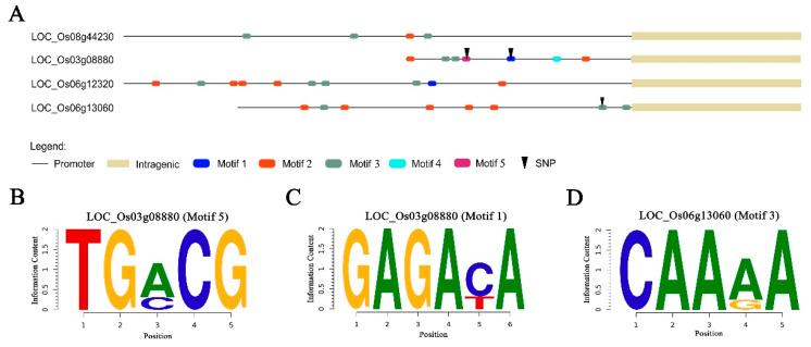 https://cdn.ncbi.nlm.nih.gov/pmc/blobs/80cf/7760126/cea16e777bc6/genes-11-01395-g007.jpg
