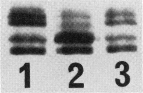 https://cdn.ncbi.nlm.nih.gov/pmc/blobs/80d0/208551/fc68a86b5069/jbacter01044-0647-b.jpg
