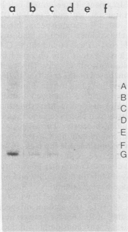 https://cdn.ncbi.nlm.nih.gov/pmc/blobs/80d7/370063/e8351095cb25/molcellb00111-0079-a.jpg