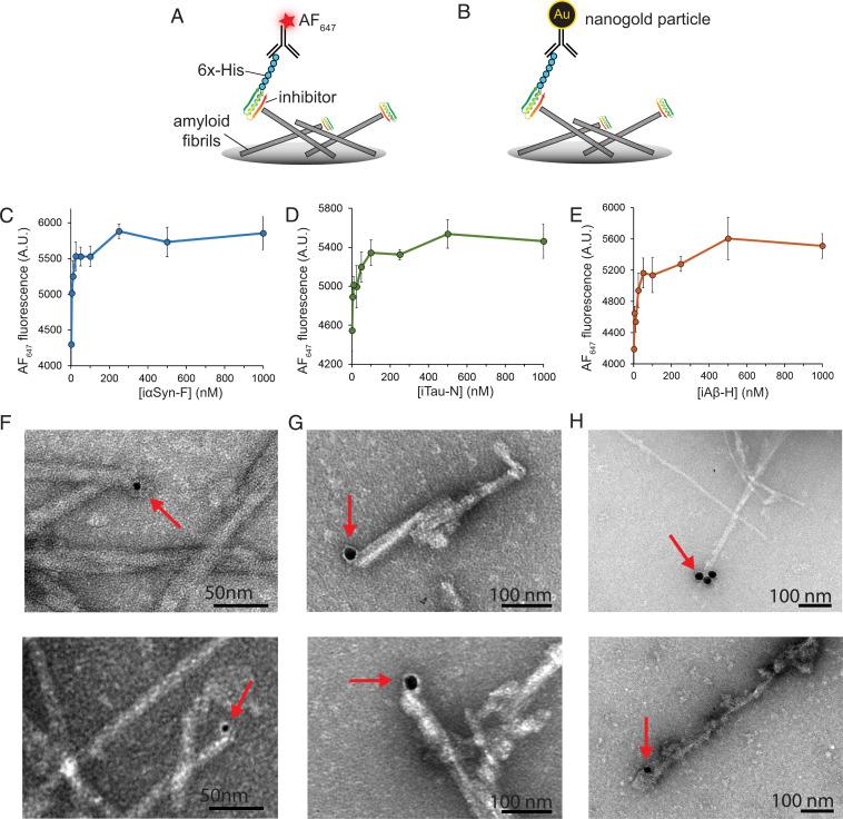https://cdn.ncbi.nlm.nih.gov/pmc/blobs/80d8/9407671/449602333f29/pnas.2206240119fig04.jpg