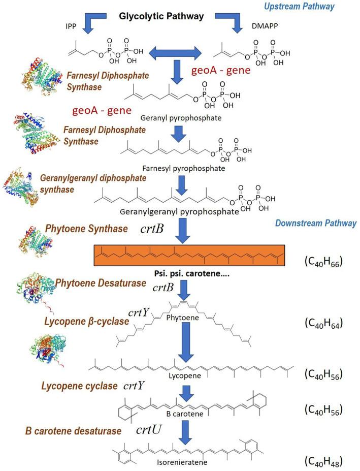 https://cdn.ncbi.nlm.nih.gov/pmc/blobs/80d9/11998277/1c609b093810/fmicb-16-1548894-g009.jpg