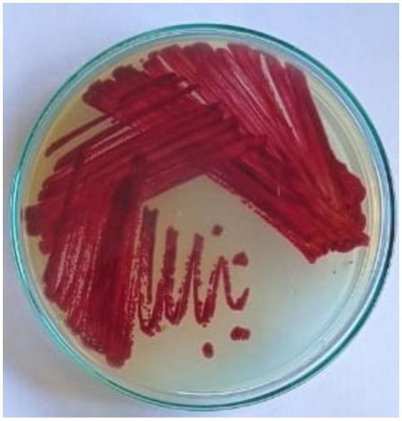 https://cdn.ncbi.nlm.nih.gov/pmc/blobs/80d9/11998277/79c418ac923e/fmicb-16-1548894-g001.jpg