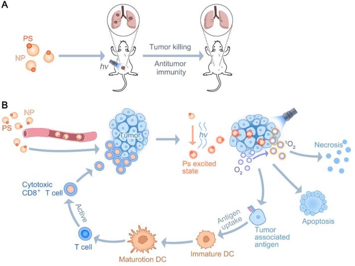 https://cdn.ncbi.nlm.nih.gov/pmc/blobs/80da/11365410/6c39d4f989f9/gr7.jpg