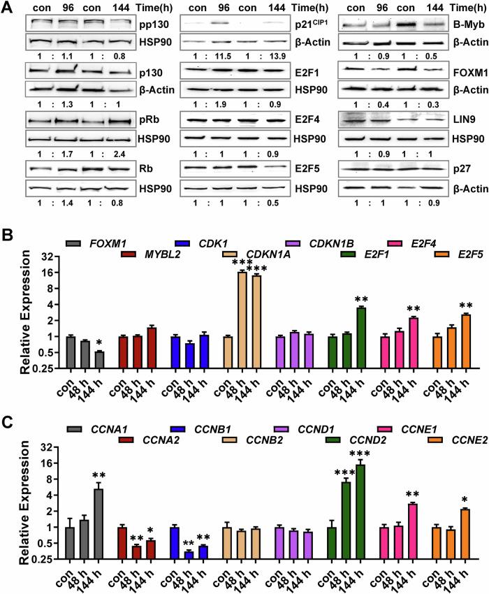https://cdn.ncbi.nlm.nih.gov/pmc/blobs/80da/12049523/66f05f0c9a1b/41419_2025_7651_Fig2_HTML.jpg