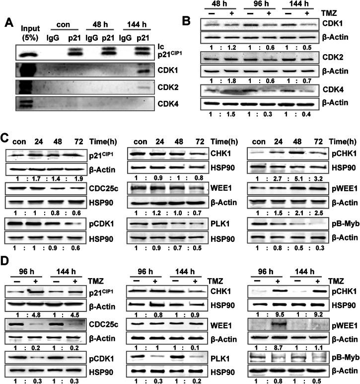 https://cdn.ncbi.nlm.nih.gov/pmc/blobs/80da/12049523/c450753716dc/41419_2025_7651_Fig4_HTML.jpg