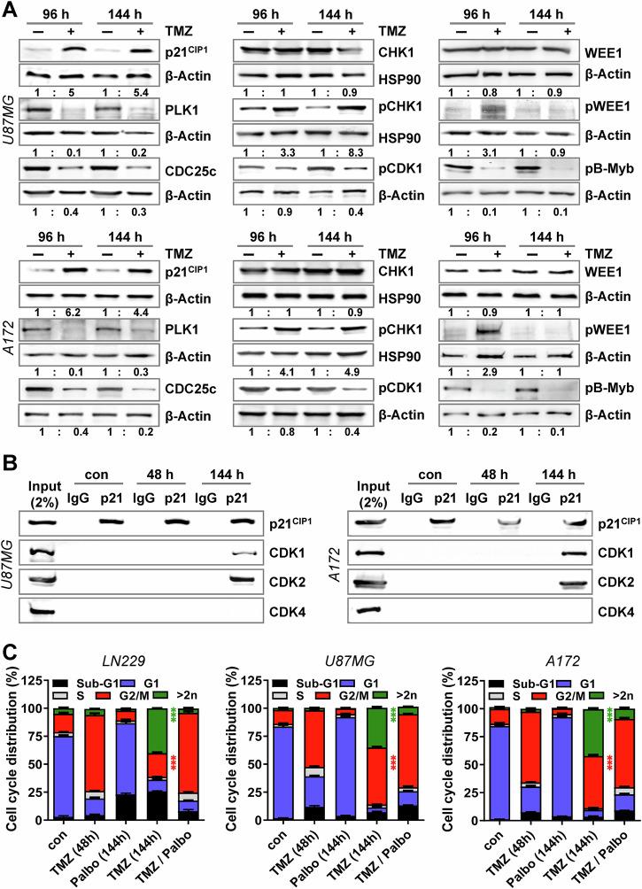 https://cdn.ncbi.nlm.nih.gov/pmc/blobs/80da/12049523/c69391cab96d/41419_2025_7651_Fig6_HTML.jpg