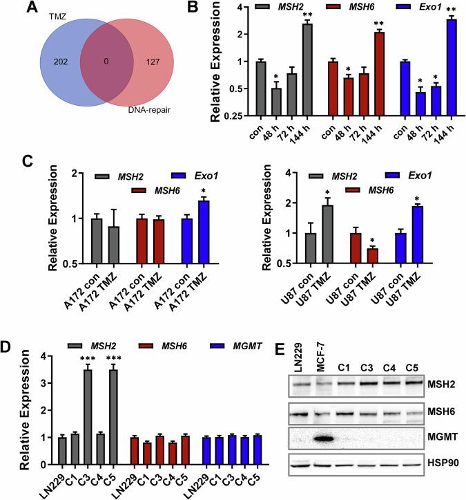 https://cdn.ncbi.nlm.nih.gov/pmc/blobs/80da/12049523/c866f59cdc76/41419_2025_7651_Fig7_HTML.jpg