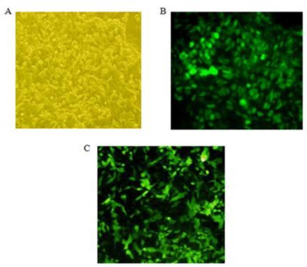 https://cdn.ncbi.nlm.nih.gov/pmc/blobs/80da/4499065/816698cf8467/IJPH-42-1242-g006.jpg