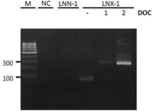 https://cdn.ncbi.nlm.nih.gov/pmc/blobs/80da/4499065/89a8a89d2b99/IJPH-42-1242-g002.jpg