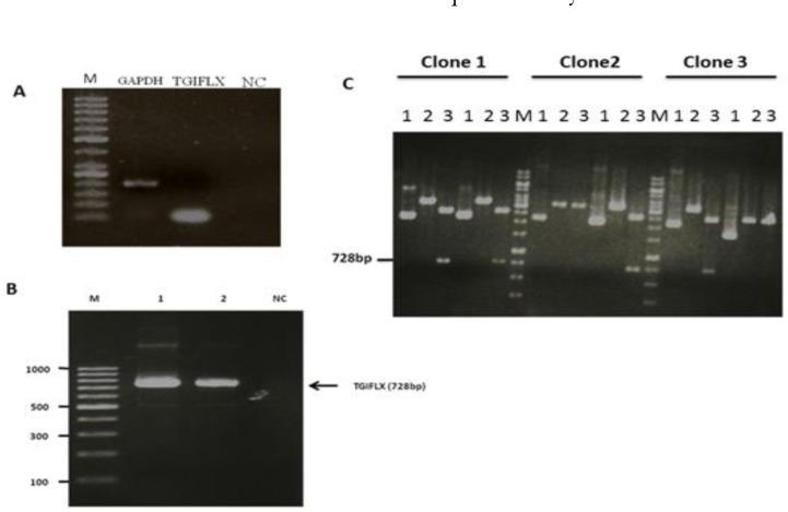 https://cdn.ncbi.nlm.nih.gov/pmc/blobs/80da/4499065/c2dd46543ac5/IJPH-42-1242-g001.jpg