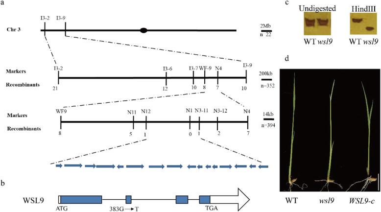 https://cdn.ncbi.nlm.nih.gov/pmc/blobs/80da/7354284/251f992a55ba/12284_2020_407_Fig4_HTML.jpg