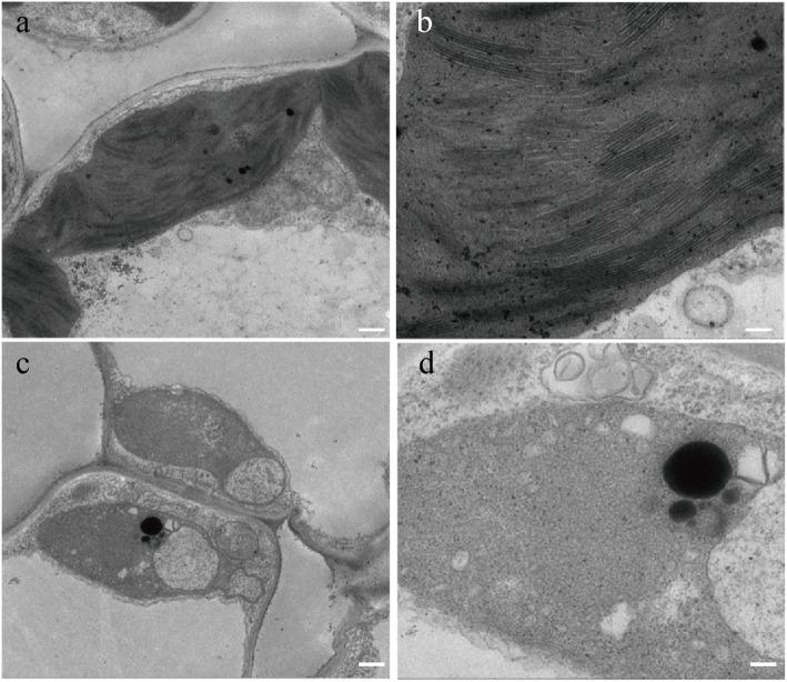 https://cdn.ncbi.nlm.nih.gov/pmc/blobs/80da/7354284/552ca0dd0864/12284_2020_407_Fig2_HTML.jpg