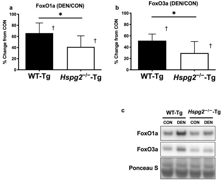 https://cdn.ncbi.nlm.nih.gov/pmc/blobs/80dd/7700382/6d39f773cabe/cells-09-02524-g003.jpg