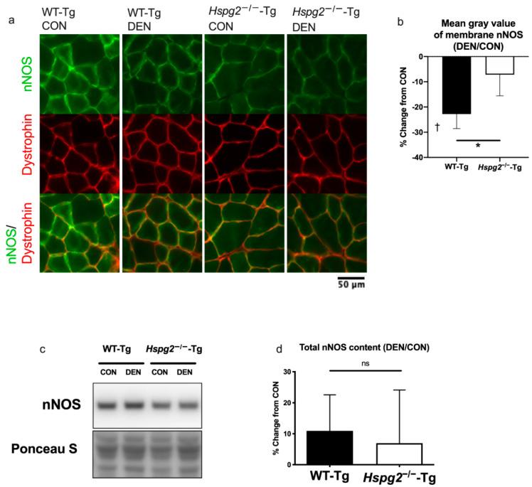 https://cdn.ncbi.nlm.nih.gov/pmc/blobs/80dd/7700382/f9138f8dff50/cells-09-02524-g002.jpg