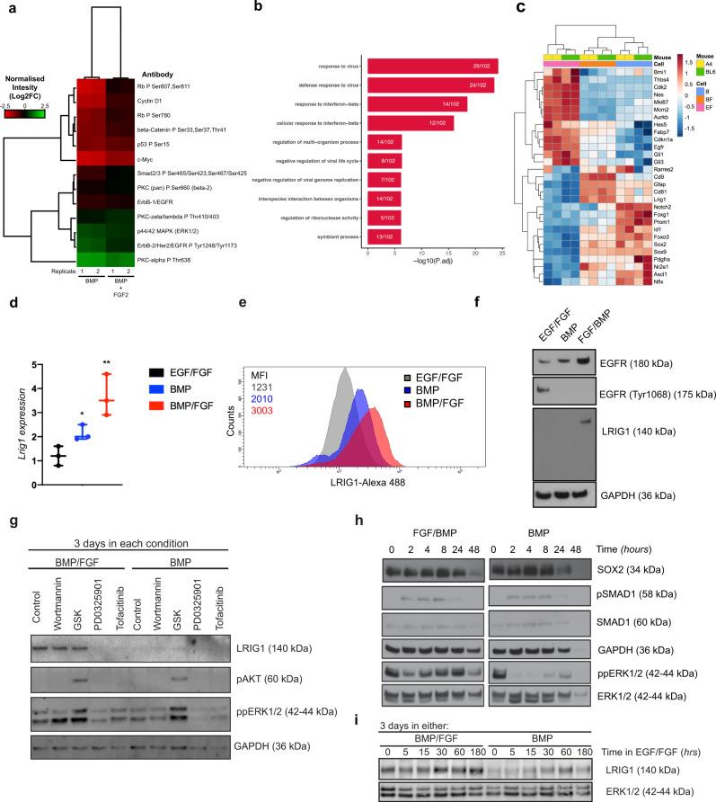 https://cdn.ncbi.nlm.nih.gov/pmc/blobs/80de/8110534/451283651de6/41467_2021_22813_Fig4_HTML.jpg
