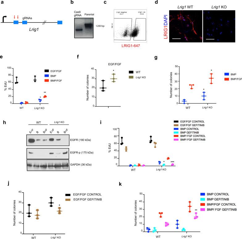 https://cdn.ncbi.nlm.nih.gov/pmc/blobs/80de/8110534/962d97a19550/41467_2021_22813_Fig5_HTML.jpg