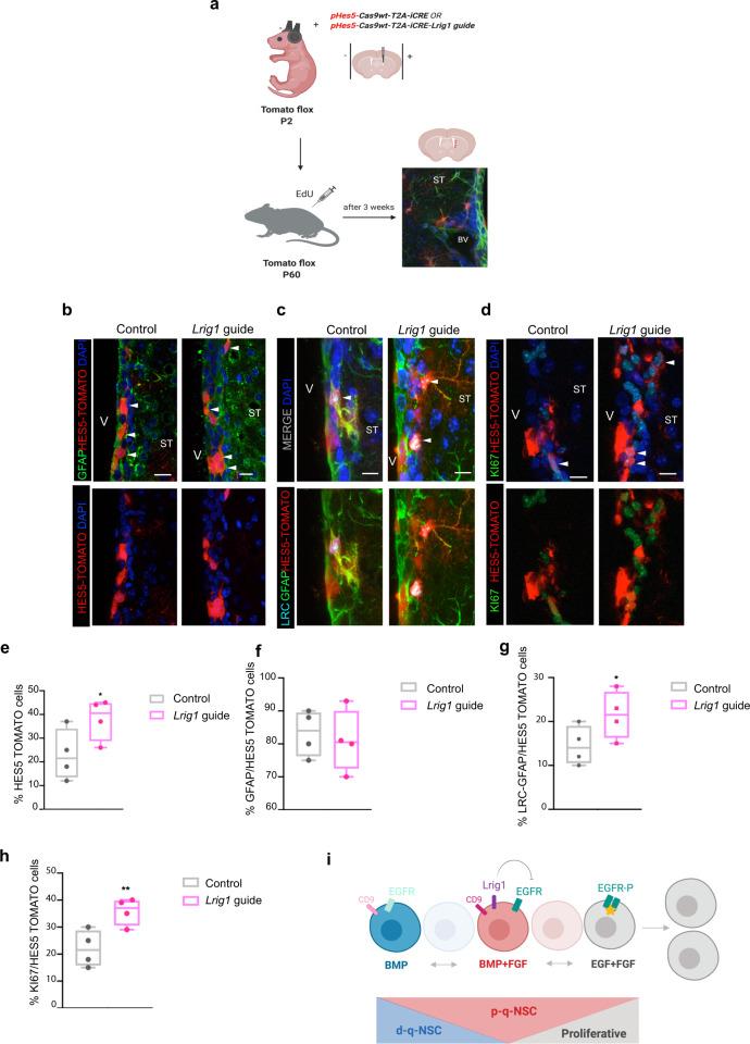 https://cdn.ncbi.nlm.nih.gov/pmc/blobs/80de/8110534/9d3f0308e125/41467_2021_22813_Fig7_HTML.jpg