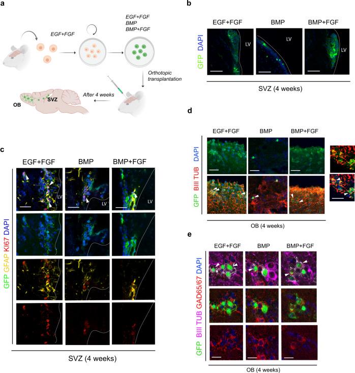 https://cdn.ncbi.nlm.nih.gov/pmc/blobs/80de/8110534/9f904b30b436/41467_2021_22813_Fig3_HTML.jpg