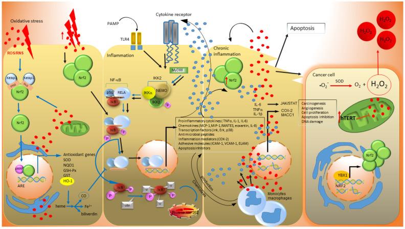 https://cdn.ncbi.nlm.nih.gov/pmc/blobs/80df/10135609/2db547802714/antioxidants-12-00901-g001.jpg