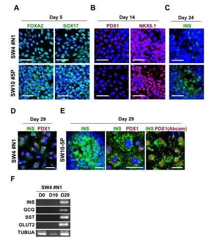https://cdn.ncbi.nlm.nih.gov/pmc/blobs/80df/3292906/ab844ae8e2f2/aging-04-060-g006.jpg