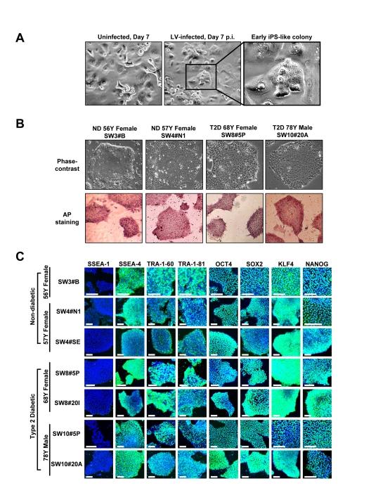 https://cdn.ncbi.nlm.nih.gov/pmc/blobs/80df/3292906/c6825b696bba/aging-04-060-g001.jpg