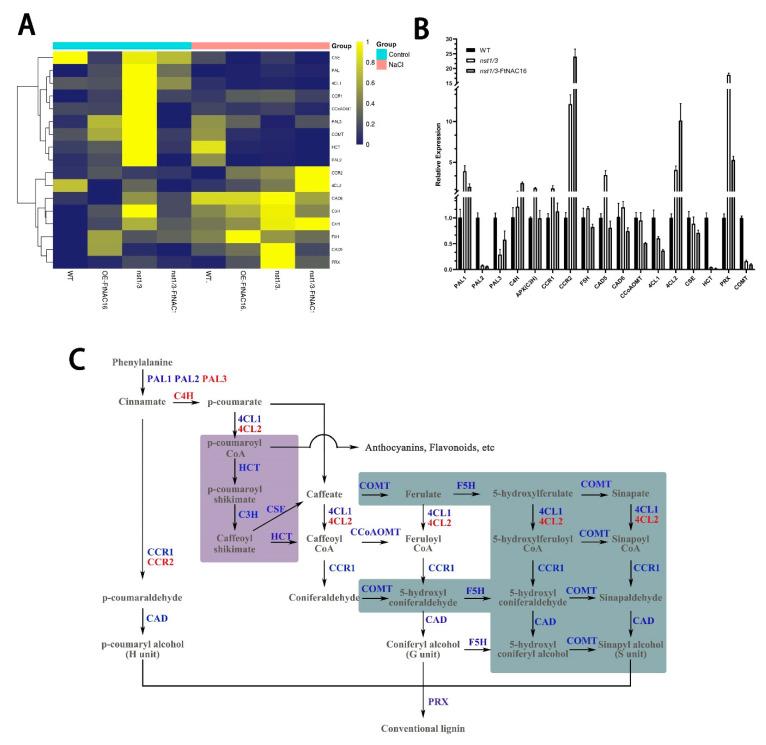 https://cdn.ncbi.nlm.nih.gov/pmc/blobs/80df/8061773/85a6bd3102b6/ijms-22-03197-g008.jpg