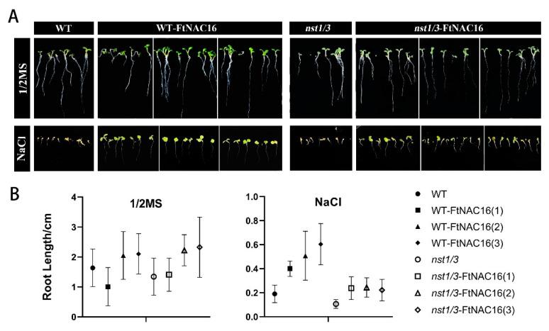 https://cdn.ncbi.nlm.nih.gov/pmc/blobs/80df/8061773/d02353f643e2/ijms-22-03197-g004.jpg