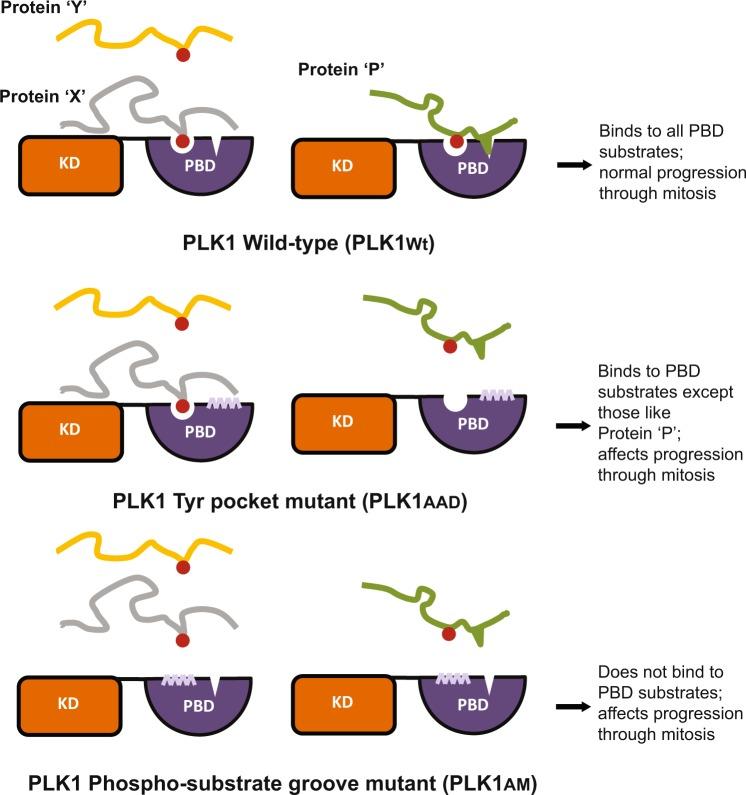 https://cdn.ncbi.nlm.nih.gov/pmc/blobs/80e0/6828814/4820aa89749f/41598_2019_50702_Fig6_HTML.jpg