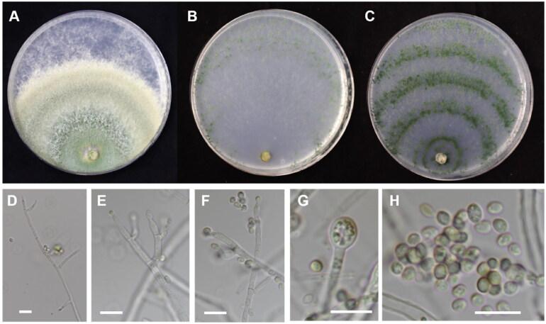 https://cdn.ncbi.nlm.nih.gov/pmc/blobs/80e4/12308888/cb907893615b/TMYB_A_2519854_F0007_C.jpg