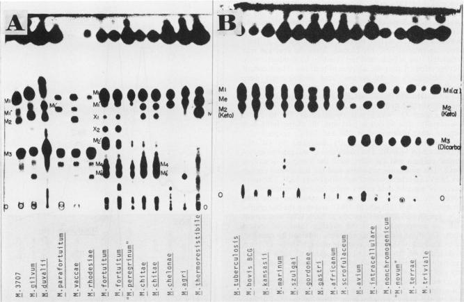 https://cdn.ncbi.nlm.nih.gov/pmc/blobs/80ea/269099/702f686d2571/jcm00102-0173-a.jpg