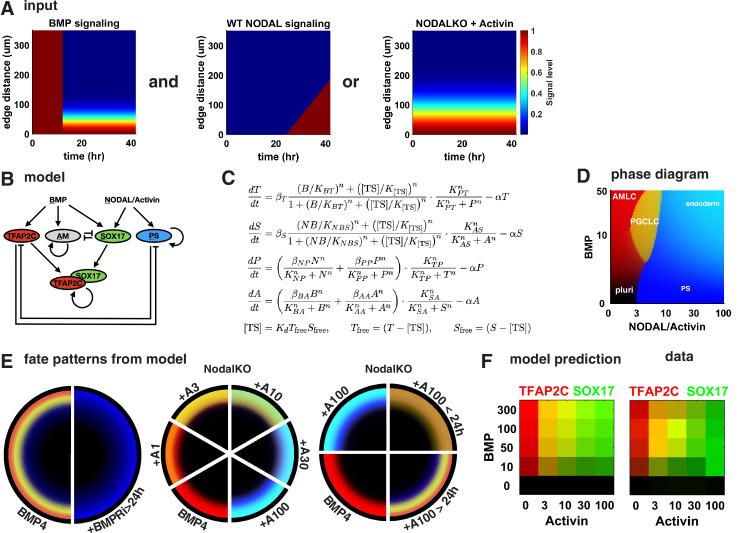 https://cdn.ncbi.nlm.nih.gov/pmc/blobs/80ea/9106331/00d9ee4b403e/elife-72811-fig6.jpg