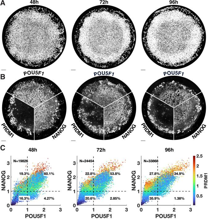 https://cdn.ncbi.nlm.nih.gov/pmc/blobs/80ea/9106331/55cc7d61454b/elife-72811-fig2-figsupp2.jpg