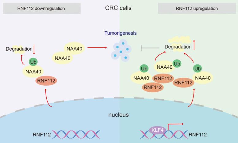 https://cdn.ncbi.nlm.nih.gov/pmc/blobs/80eb/11700914/24faf5b23bbe/10565_2024_9977_Fig10_HTML.jpg