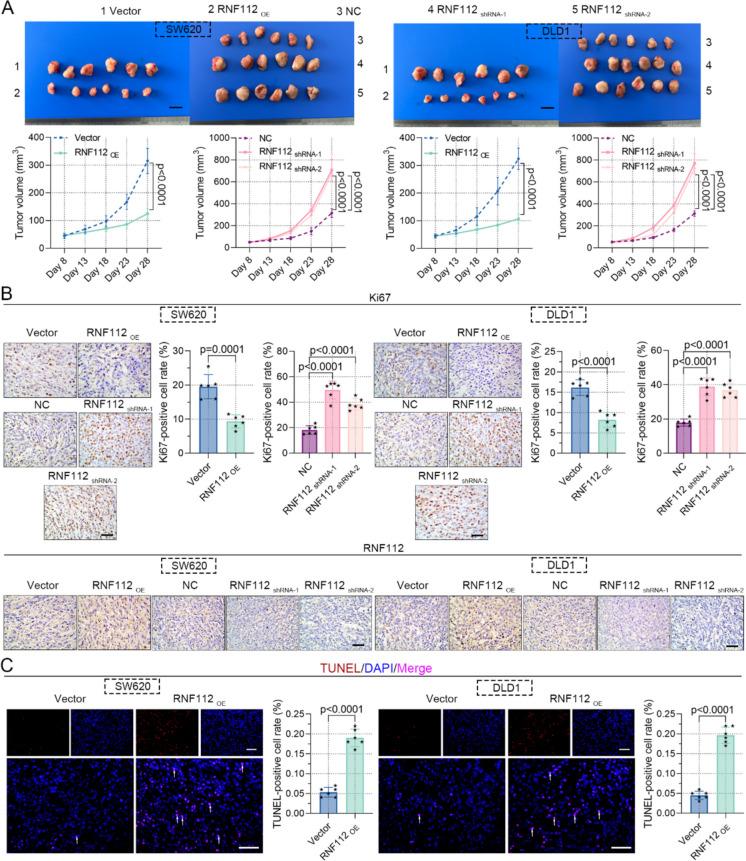 https://cdn.ncbi.nlm.nih.gov/pmc/blobs/80eb/11700914/d8897b3343af/10565_2024_9977_Fig5_HTML.jpg
