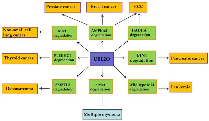 https://cdn.ncbi.nlm.nih.gov/pmc/blobs/80eb/12109548/231baf2d4258/biomedicines-13-01082-g002.jpg