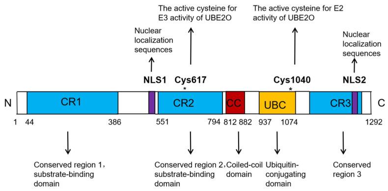 https://cdn.ncbi.nlm.nih.gov/pmc/blobs/80eb/12109548/abeafd6cf76c/biomedicines-13-01082-g001.jpg
