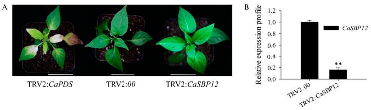 https://cdn.ncbi.nlm.nih.gov/pmc/blobs/80eb/7013666/1727a6e70702/ijms-21-00444-g001.jpg