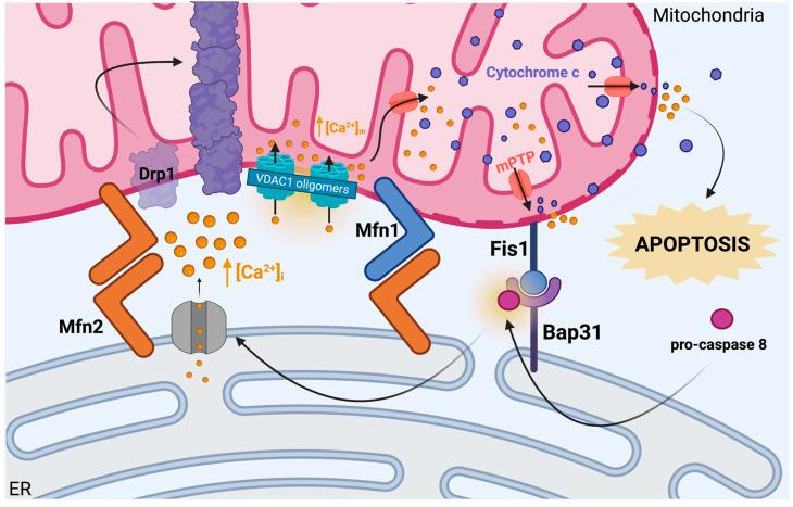 https://cdn.ncbi.nlm.nih.gov/pmc/blobs/80ec/10341476/901cc5b9da62/ijms-24-11003-g002.jpg