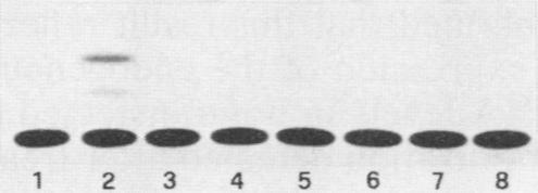https://cdn.ncbi.nlm.nih.gov/pmc/blobs/80ed/360633/37fec6b1e176/molcellb00042-0303-c.jpg
