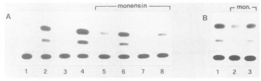 https://cdn.ncbi.nlm.nih.gov/pmc/blobs/80ed/360633/4b1358a229ee/molcellb00042-0304-a.jpg
