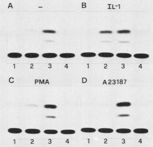 https://cdn.ncbi.nlm.nih.gov/pmc/blobs/80ed/360633/b3f703f9d795/molcellb00042-0305-c.jpg