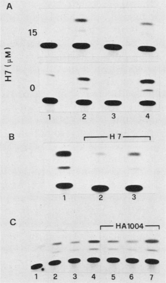 https://cdn.ncbi.nlm.nih.gov/pmc/blobs/80ed/360633/d1644a3ff33e/molcellb00042-0305-b.jpg