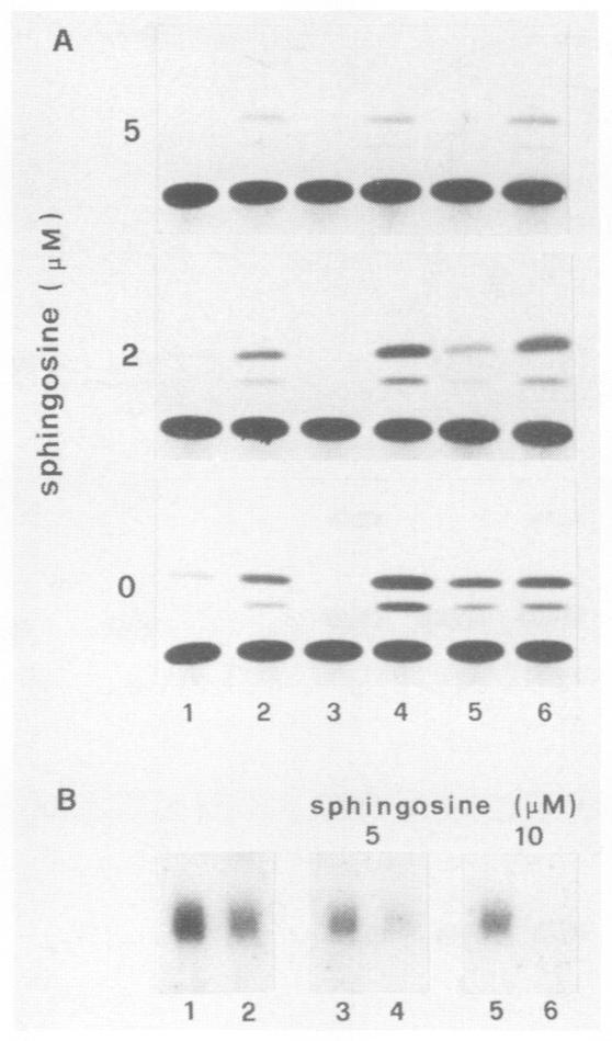 https://cdn.ncbi.nlm.nih.gov/pmc/blobs/80ed/360633/f4c1d31c0071/molcellb00042-0304-b.jpg