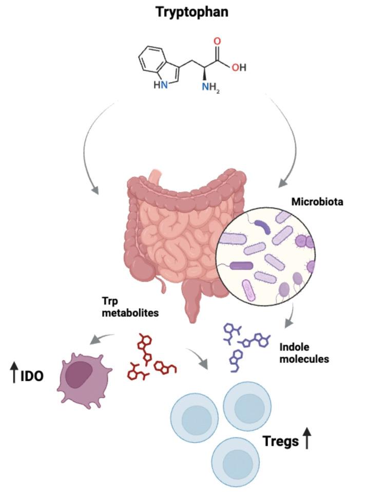 https://cdn.ncbi.nlm.nih.gov/pmc/blobs/80ee/11518742/59c5f2d4400f/fimmu-15-1395421-g002.jpg