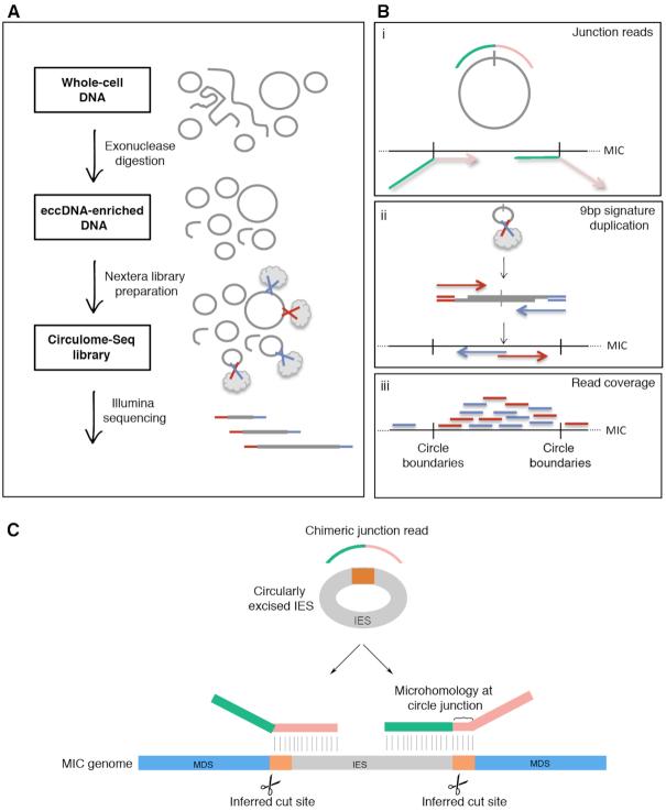 https://cdn.ncbi.nlm.nih.gov/pmc/blobs/80ee/6765146/6b86ae20ed19/gkz725fig2.jpg