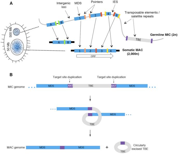https://cdn.ncbi.nlm.nih.gov/pmc/blobs/80ee/6765146/bdf02cbe94ac/gkz725fig1.jpg